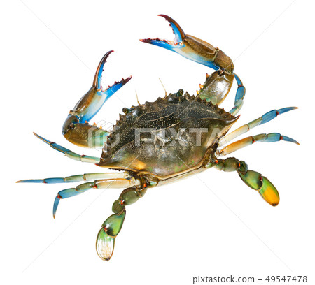 Blue Crab with white background 49547478