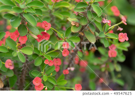 Red crown of thorns, Christ Thorn, Euphorbia Milii Red crown of thorns, Christ Thorn, Euphorbia Milii 49547625