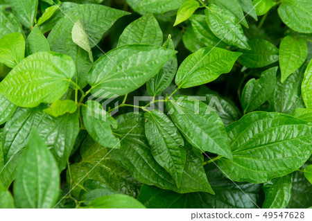 Wildbetal Leafbush (Piper sarmentosum Roxb) leaves 49547628