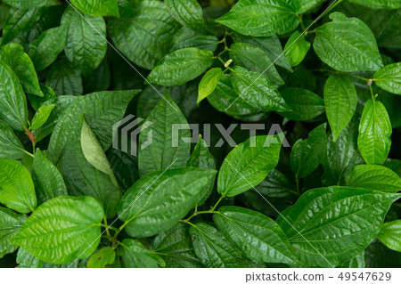 Wildbetal Leafbush (Piper sarmentosum Roxb) leaves 49547629