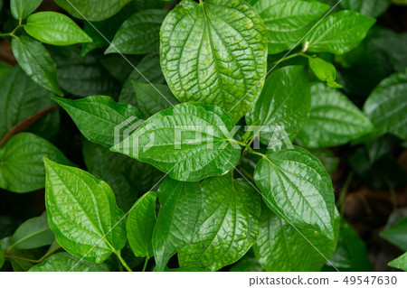 Wildbetal Leafbush (Piper sarmentosum Roxb) leaves 49547630