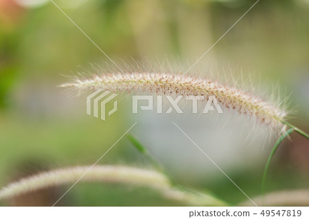 Close up desho grass or pennisetum pedicellatum Close up desho grass or pennisetum pedicellatum 49547819