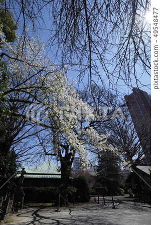 Somei Yoshino in the temple grounds 49548477