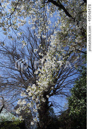 Somei Yoshino in the temple grounds 49548478