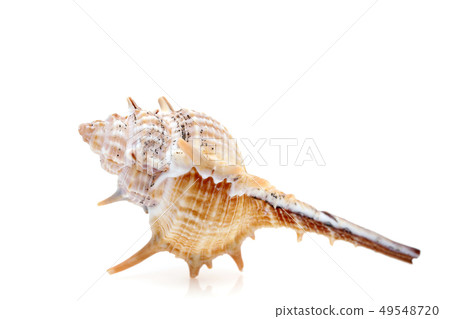 Scallop shellfish 49548720