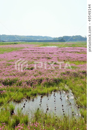 Waterweed Landscape Paddy Waterscape Landscape Environment Image 49549144