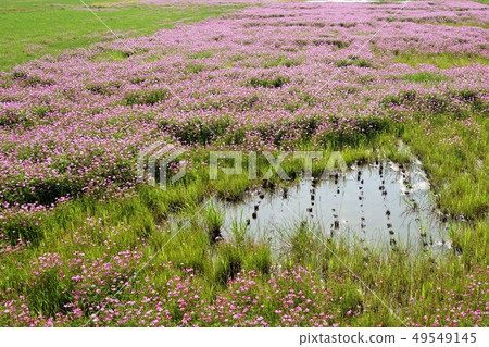 Waterweed Landscape Paddy Waterscape Landscape Environment Image 49549145