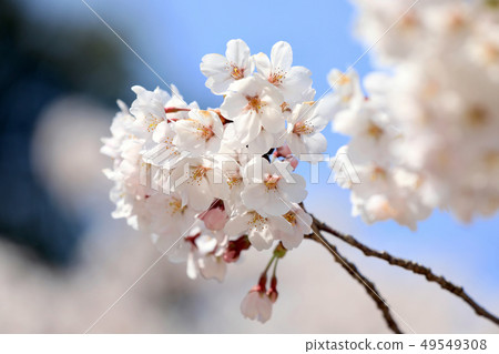 Cherry blossoms in Iga Ueno Castle in April (Mie Prefecture) 49549308