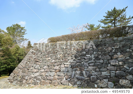 Iga Ueno Castle and cherry blossoms in full bloom (Mie Prefecture) Iga Ueno Castle and cherry blossoms in full bloom (Mie Prefecture) 49549570