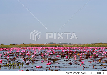 Nonhan湖蓮花 Nonhan湖蓮花 49550011