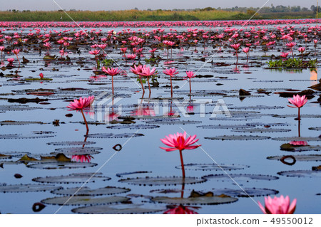 Nonhan湖蓮花 Nonhan湖蓮花 49550012