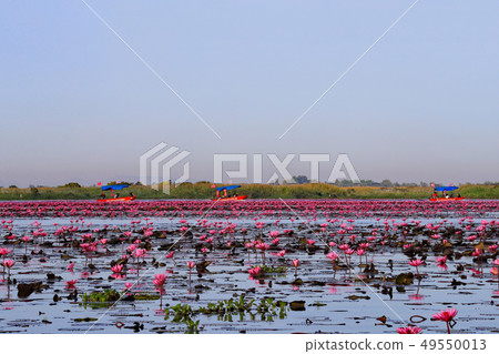 Nonhan湖蓮花 Nonhan湖蓮花 49550013
