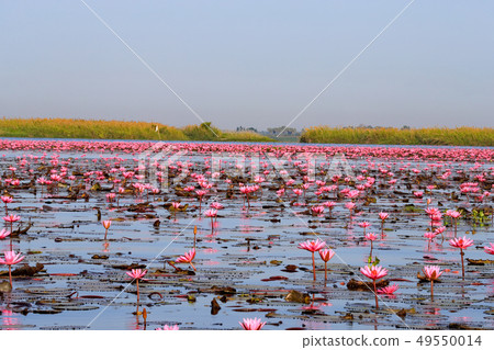 Nonhan湖蓮花 Nonhan湖蓮花 49550014