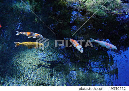 我的朋友來自明顯的Myojin Pond 我的朋友來自明顯的Myojin Pond 49550232