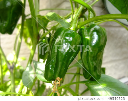 green pepper green pepper 49550323