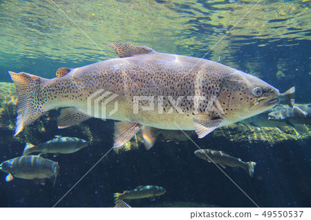 Shinshu salmon 49550537