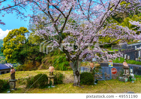 佐賀縣武雄市恩努寺的櫻花盛開 佐賀縣武雄市恩努寺的櫻花盛開 49551190