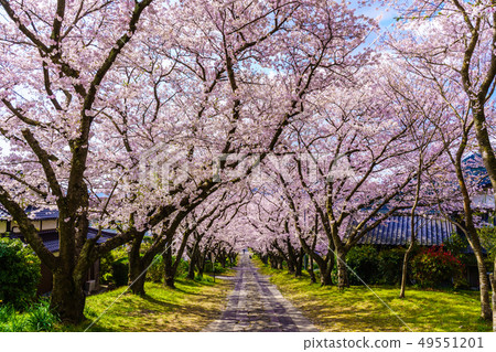 Cherry blossoms at Ennouji Temple Takeo City, Saga Prefecture 49551201