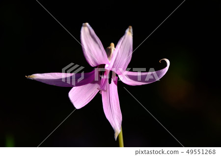 Katakuri flowers Katakuri flowers 49551268