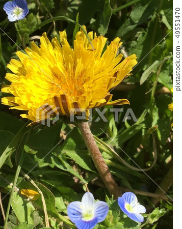 蒲公英 49551470