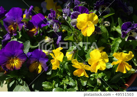 紫羅蘭花 49551503