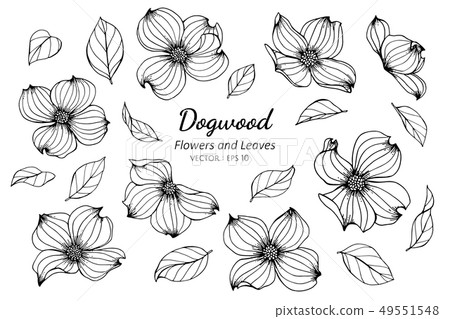 set of dogwood flower and leaves drawing set of dogwood flower and leaves drawing 49551548