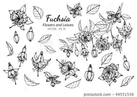 set of fuchsia flower and leaves drawing set of fuchsia flower and leaves drawing 49551550