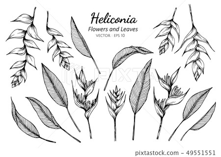 set of heliconia flower and leaves drawing 49551551
