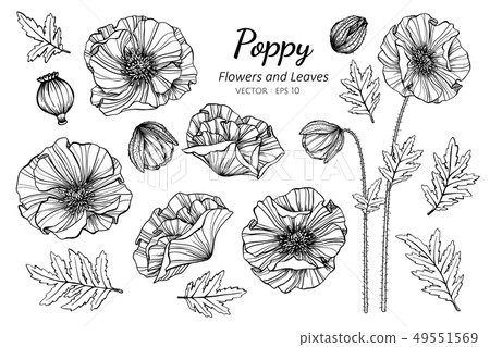 Set Of Poppy Flower And Leaves Drawing Stock Illustration