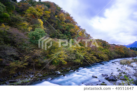 陽光秋葉 49551647