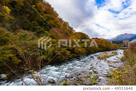 陽光秋葉 49551648