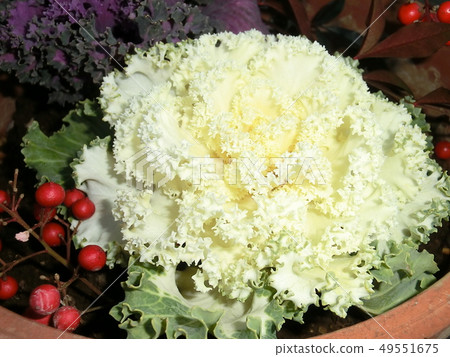Plant Plant 49551675