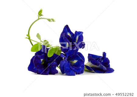 Butterfly Pea Flower Isolated on white background, Butterfly Pea Flower Isolated on white background, 49552292