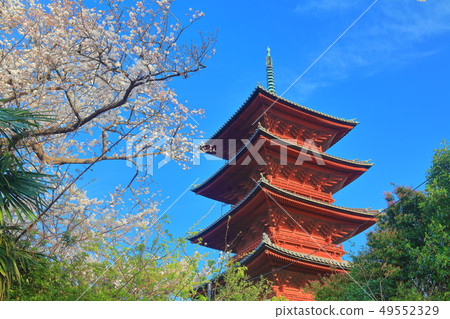 [Tokyo] Five-story pagoda and cherry blossoms at Ikegami Honmonji 49552329