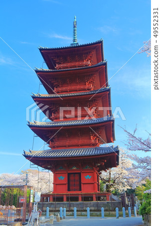 [東京]池上本門寺的五層寶塔和櫻花 49552331
