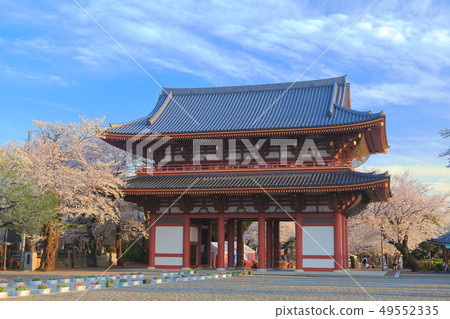 [Tokyo] Iyogami Honmon-ji Temple Niodomon and Sakura 49552335