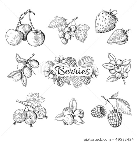 Hand drawn berries. Cherry blueberry strawberry blackberry vintage drawing, berry sketch drawing Hand drawn berries. Cherry blueberry strawberry blackberry vintage drawing, berry sketch drawing 49552484