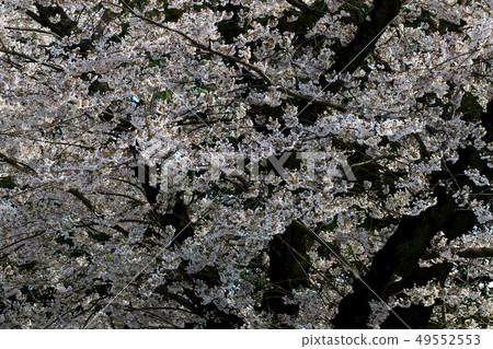 天然植物Somei Yoshino,現在是櫻花的代名詞,似乎是江戶時代晚期出生的園藝品種 天然植物Somei Yoshino,現在是櫻花的代名詞,似乎是江戶時代晚期出生的園藝品種 49552553