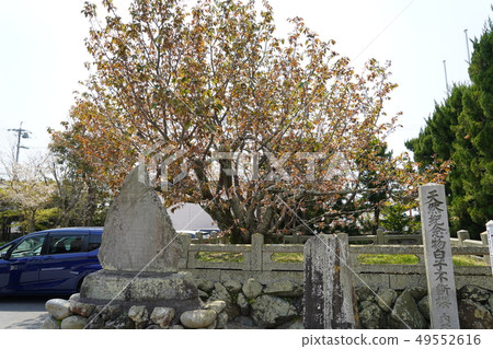 Constant cherry blossoms Constant cherry blossoms 49552616