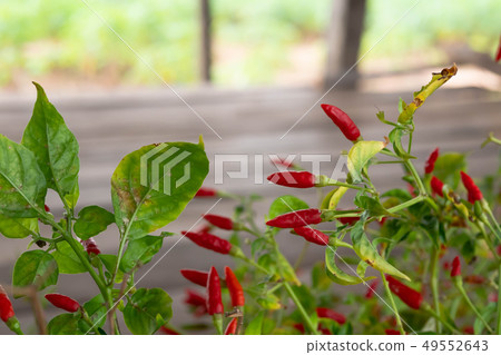 Capsicum annuum or Chilli Padi on wooden hut 49552643