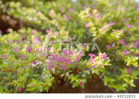 Cuphea hyssopifolia Kunth with sunlight 49552655