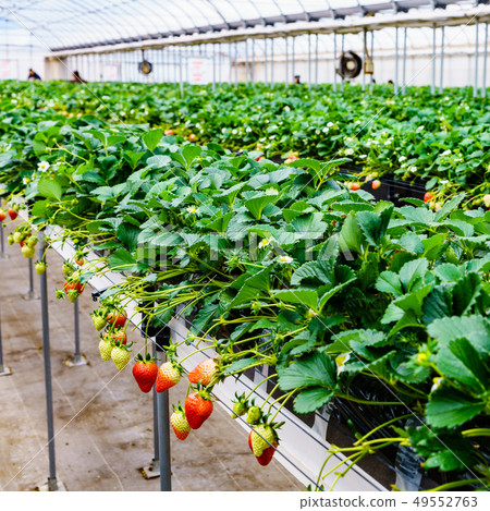 [Japan] strawberry hunting plantation 49552763