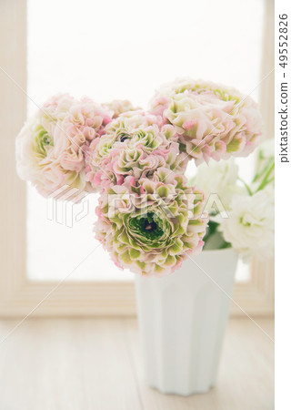 Ranunculus Ranunculus 49552826