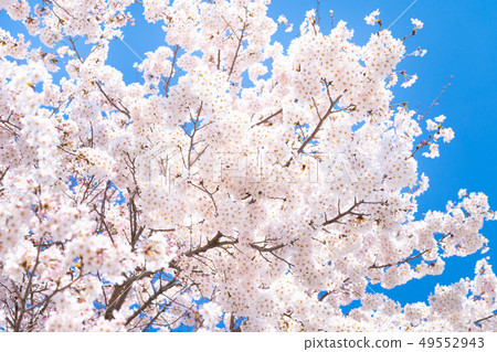 Cherry Blossom Cherry Blossom 49552943