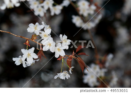 Nature Plant Yamazakura, seems to have individual differences, but this is a pure white flower with a beautiful purple-red young leaf 1 Nature Plant Yamazakura, seems to have individual differences, but this is a pure white flower with a beautiful purple-red young leaf 1 49553031