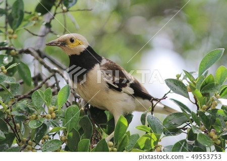 the wildlife bird at the city park hk 49553753