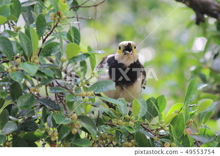the wildlife bird at the city park hk 49553754