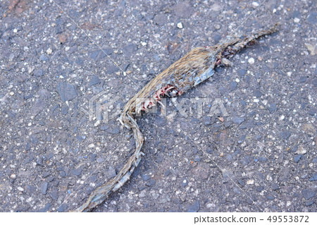 蛇的屍體被野獸或鳥類吃掉了 蛇的屍體被野獸或鳥類吃掉了 49553872