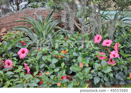 a Hibiscus flower with nature back ground a Hibiscus flower with nature back ground 49553980