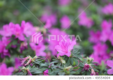 a plant genus from the family of heather plants a plant genus from the family of heather plants 49554004